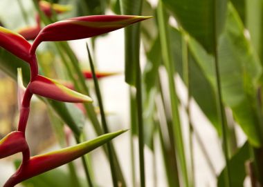 güzel heliconia çiçek