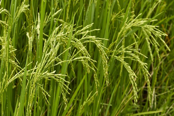 Campo de arroz jasmim — Fotografia de Stock