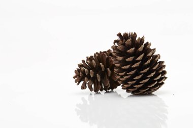 Beyaz arkaplanda çam kozalağı izole