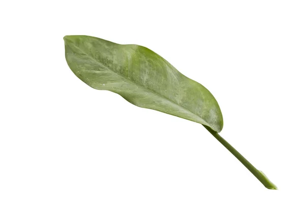 Green leaf on white Background — Stock Photo, Image