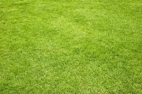 Yeşil Çimen Arkaplanı