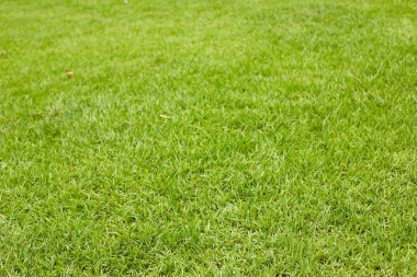 Yeşil Çimen Arkaplanı