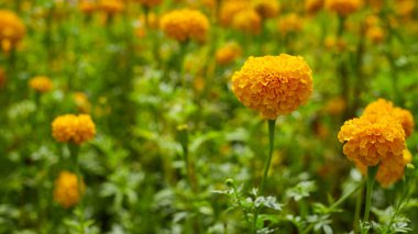 Sarı marigolds çiçekler