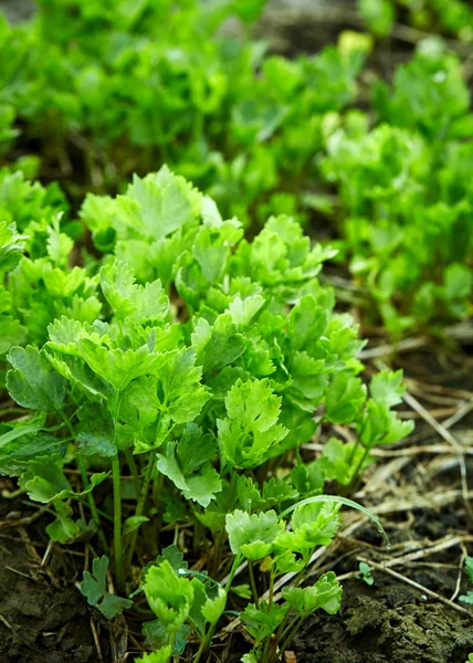 Organic Celery in the backyard — Stock Photo, Image