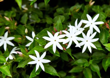 bahçede beyaz yıldız Yasemin