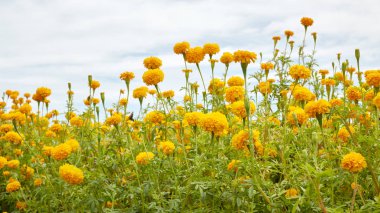 Kadife çiçeği (Tagetes) Çiçek bahçesinde