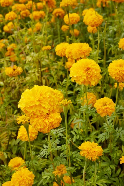 Kadife çiçeği (Tagetes) Çiçek bahçesinde