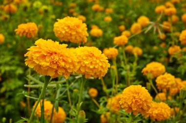 Sarı marigolds çiçekler