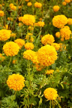 Kadife çiçeği (Tagetes) Çiçek bahçesinde