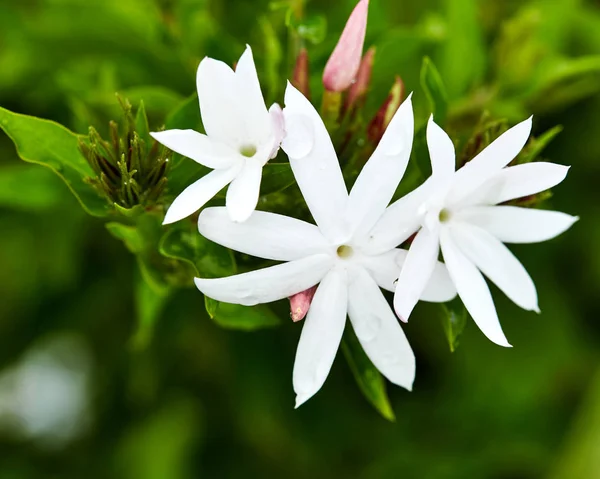 Γιασεμί λευκό αστέρι στον κήπο — Φωτογραφία Αρχείου