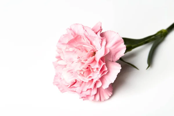 Flor cravo rosa no branco — Fotografia de Stock