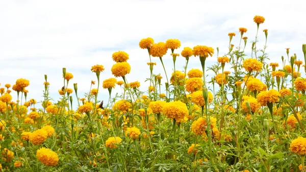 Güzel kadife çiçeği çiçek 