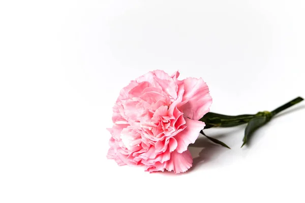 Garofano rosa fiore isolato su bianco — Foto Stock