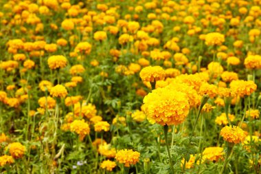 Güzel kadife çiçeği çiçek 