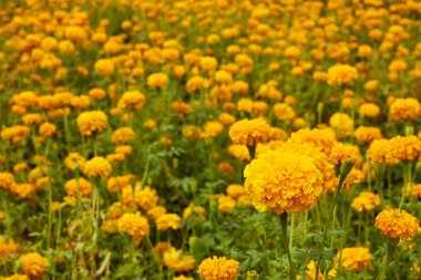 Güzel kadife çiçeği çiçek 