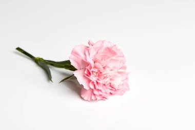 Beyaz üzerine pembe karanfil çiçek