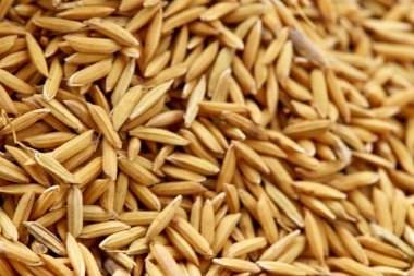 Pirinç tohumu arka plan ve doku