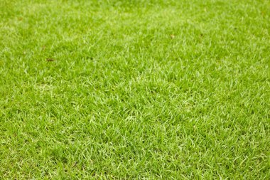 Yeşil Çimen Arkaplanı