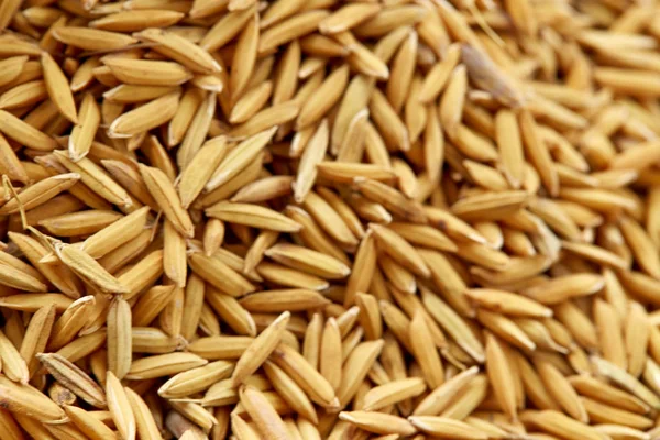 Pirinç tohumu arka plan ve doku