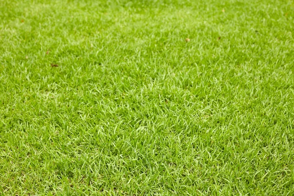 Yeşil Çimen Arkaplanı