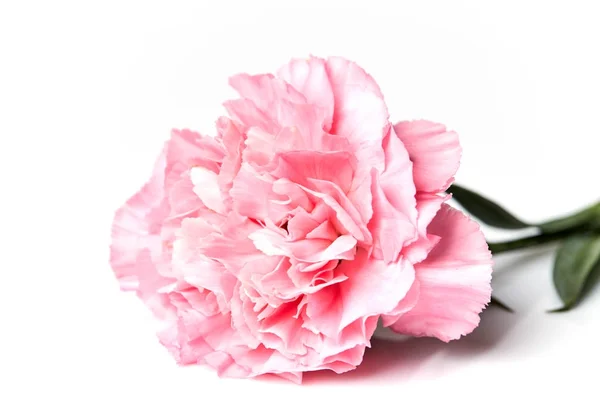 Różowy goździk kwiat izolowany na białym — Zdjęcie stockowe