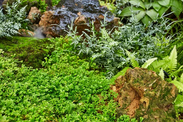 Rengarenk bahçeli yeşil çimenler