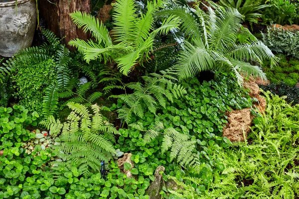 Зелений газон в барвистому ландшафтному формальному саду — стокове фото