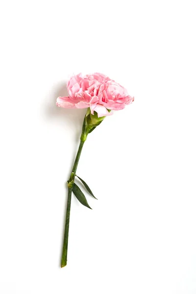 Oeillet rose fleur sur blanc — Photo