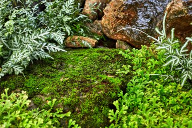 Rengarenk bahçeli yeşil çimenler