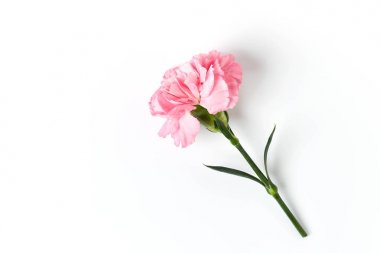 Beyaz Karanfil Çiçeği İzole Edildi 