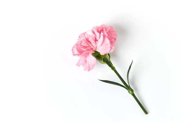 Cravo rosa Flor isolada no branco — Fotografia de Stock