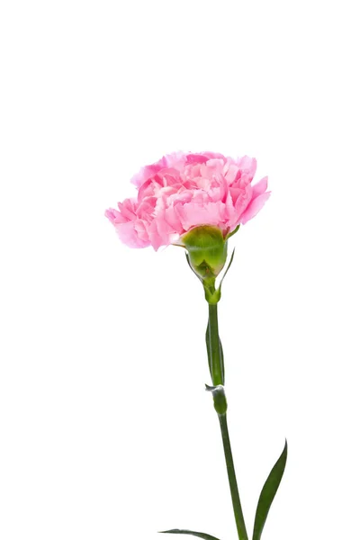 Único cravo rosa — Fotografia de Stock