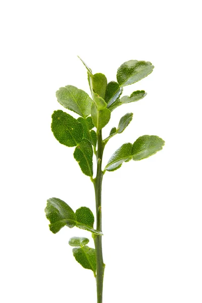 Lime leaf on white background — Stock Photo, Image