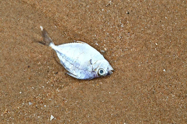 해변에서 죽은 물고기 — 스톡 사진