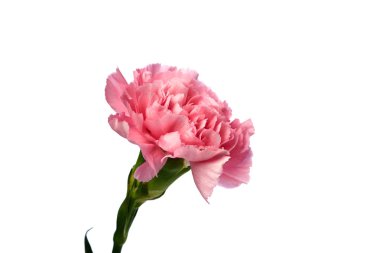 Beyaz arkaplanda izole edilmiş pembe karanfil çiçeği
