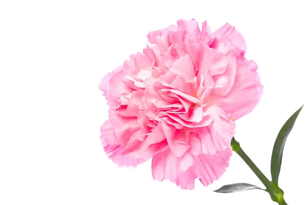 Één Pink Carnation Permanente Erectie Witte Achtergrond — Stockfoto