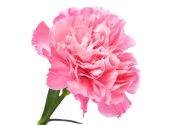 Tek pembe karanfil ayakta dik beyaz arka plan üzerinde