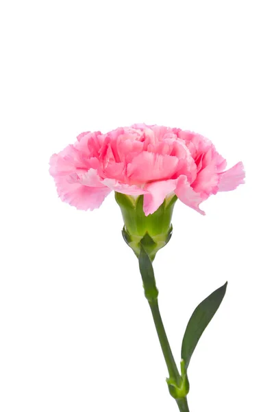 Single Pink Carnation Standing Erect White Background — Stock Photo, Image