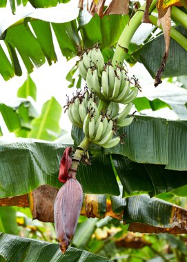 Bahçedeki ağaç üzerinde olgunlaşmamış muz demet