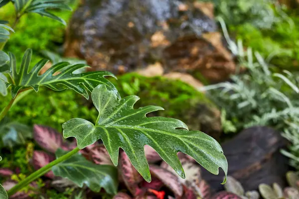 カラフルな正式な庭園で緑の芝生 植物園の詳細 — ストック写真