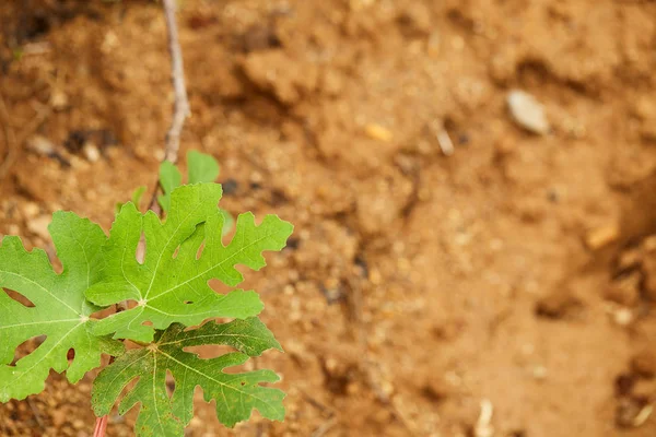 Folhas Figueira Verdes Românticas Com Ramo — Fotografia de Stock