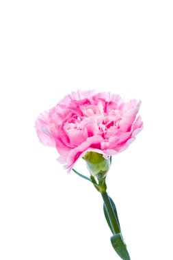 güzel beyaz bir arka plan üzerinde karanfil çiçek çiçeklenme