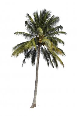 Beyaz arka planda izole edilmiş hindistan cevizi ağacı Tayland halkının Hindistan cevizi parfümü dediği Tayland 'ın ekonomik ürünleridir..