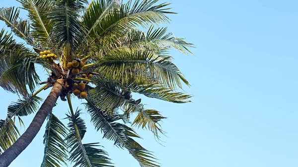 Kopiuj Przestrzeń Tropikalnej Palmy Światłem Słonecznym Tle Nieba — Zdjęcie stockowe
