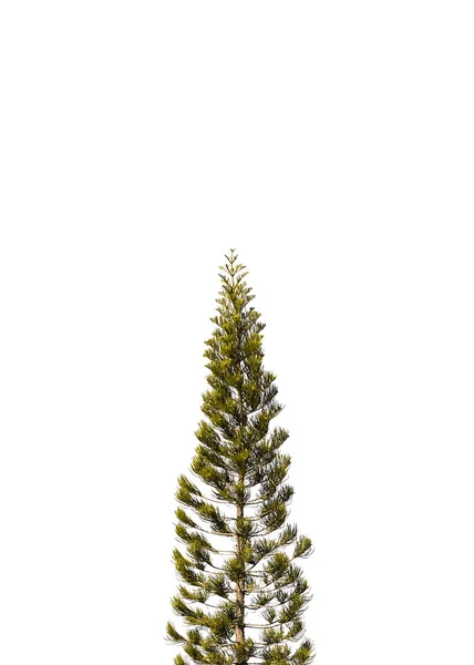 Pinheiro Isolado Fundo Branco Para Festival Natal Árvore Abeto Xmas — Fotografia de Stock