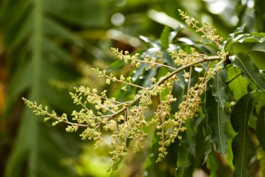 Mango yaz mevsiminde Kanchanaburi, Tayland, Thailand, çiçek açan çiçekler.
