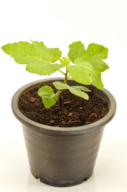 Tencerede beyaz izole meyve ile incir ağacı caka ayarla