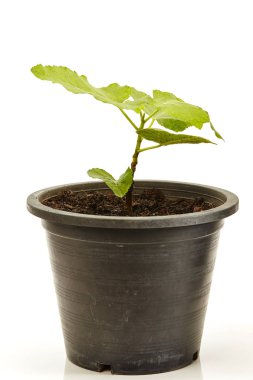 Tencerede beyaz izole meyve ile incir ağacı caka ayarla