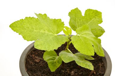 Tencerede beyaz izole meyve ile incir ağacı caka ayarla