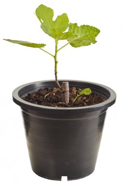 İncir ağacı izole beyaz arka plan üzerinde siyah plastik kapta